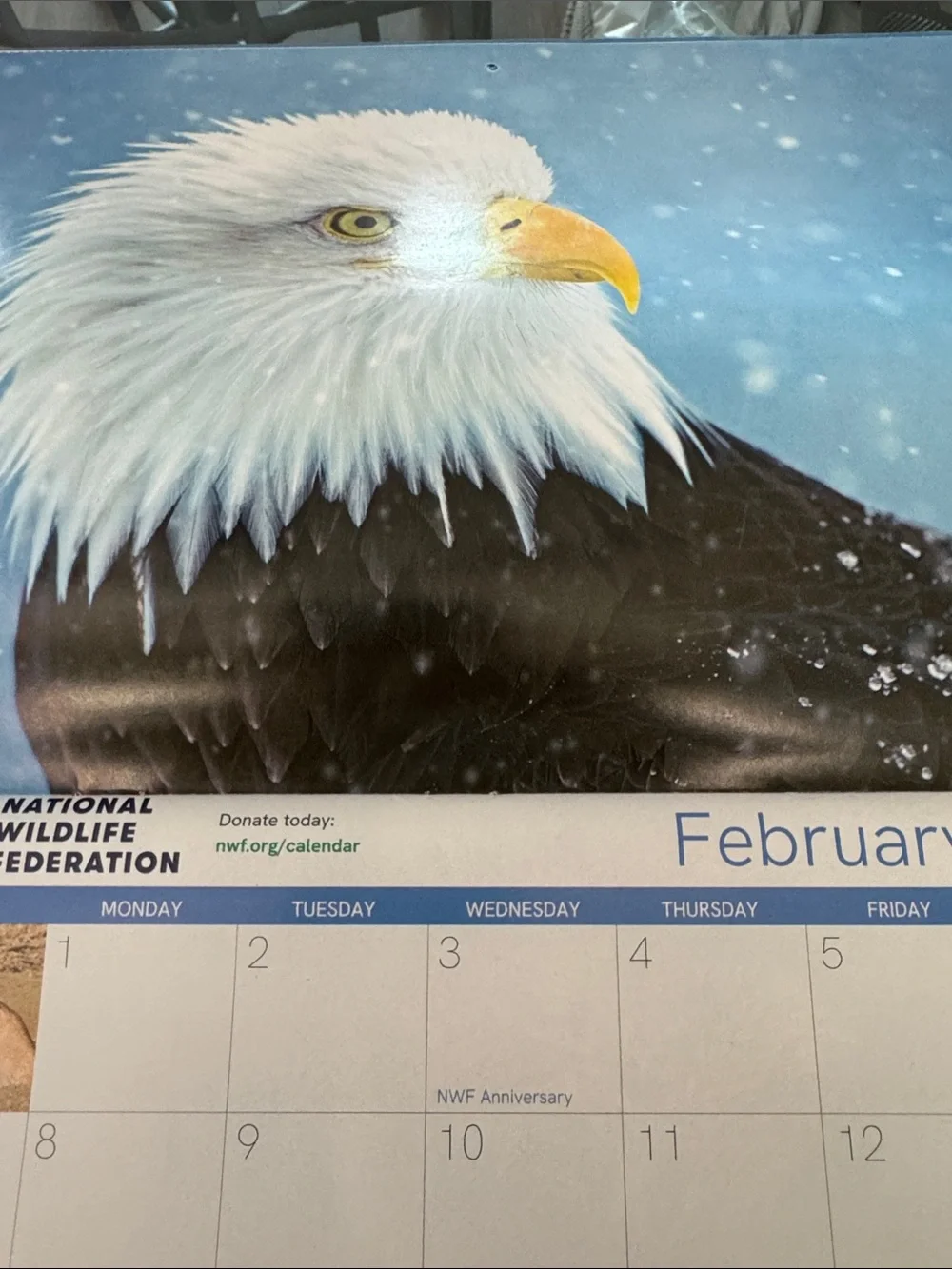 2026-2027 Arctic Polar Bear Calendar - White
